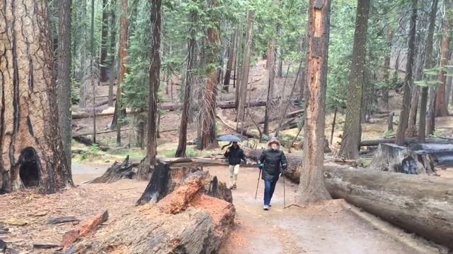 Mariposa Grove - Giant Sequoias - Yosemite National Park смотреть онлайн