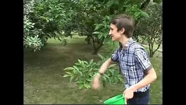 Фейхоа мем смотреть онлайн