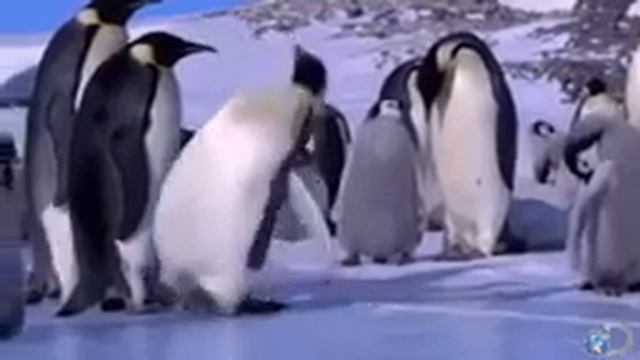 Прикольный пингвин