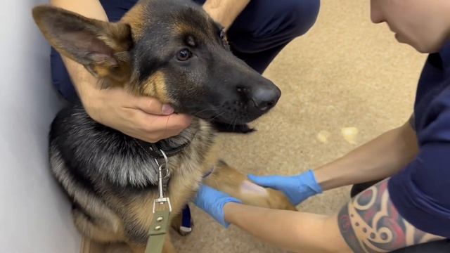 VLOG - ОПЕРАЦИЮ НЕ СДЕЛАЛИ, сделали рентген дисплазии нет.