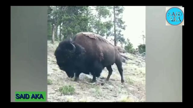 ЖЕСТЬ...ЗУБР напал на девушку смотреть онлайн