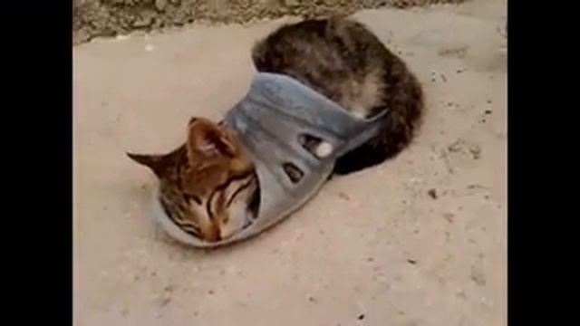 Как спят кошки Смешное видео про кошек Юмор Приколы Смешное видео и Анекдоты н смотреть онлайн