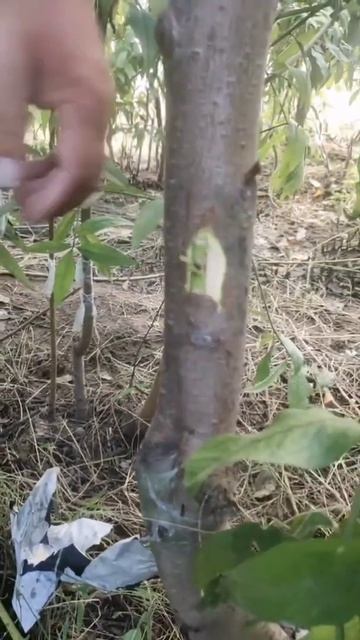 Graft A Fruit Tree With A Drill  Apple Pear  To Instill In The Pear Treel#grafting #grafting With D