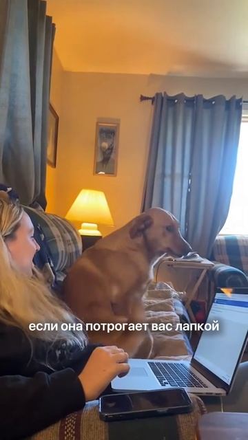 Когда можно гладить собачулю, а когда - нет