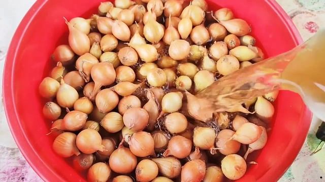 Правильная посадка лука весной. Посадка лука-севка весной. Подготовка лука-севка перед посадкой. смотреть онлайн