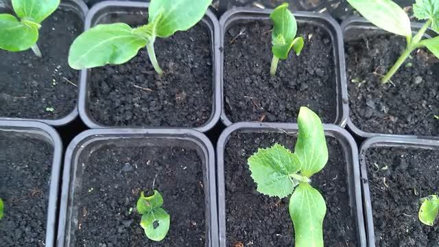 Поздние кабачки Супер урожай