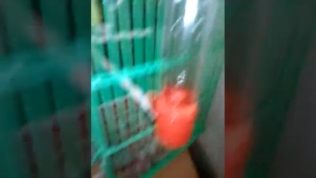 Мой новый попугай смотреть онлайн