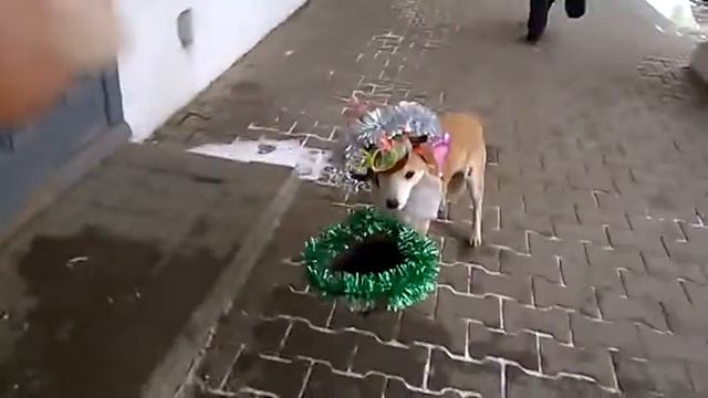 Собака-собирака ) (снято в Костроме) смотреть онлайн