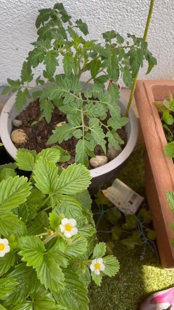 My Small Garten with so much blessings 🥰❤️Mint ,strawberry🍓Tomato 🍅 🫛 beans Alhumdulilah 🇩🇪 смотреть онлайн