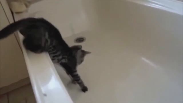 приколы / приколы с животными / лучшие подборки / смешные коты собаки и др. смотреть онлайн