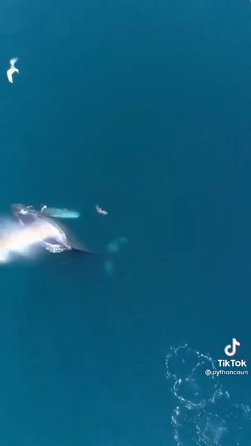 Whales sounds | #short #videos смотреть онлайн