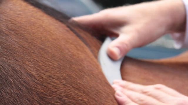 WOW Saddles - Headplate Fitting смотреть онлайн