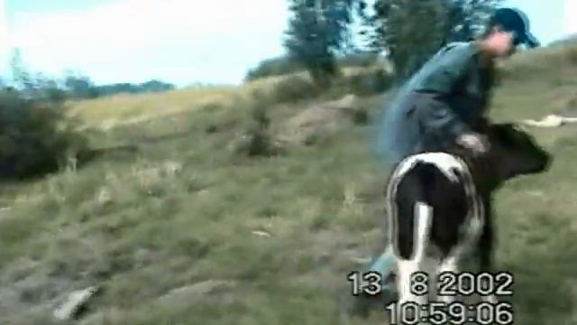 скачки прикол смотреть онлайн
