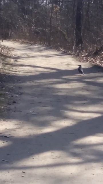 СОВРЕМЕННАЯ ВОРОНА смотреть онлайн