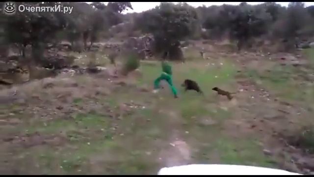 Видео прикол, кабан чуть не схавал мужика полная ржака смотреть онлайн