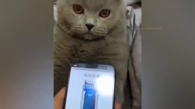 ЭТОТ НЕЛОВКИЙ МОМЕНТ. НЕ ДЕТСКИЕ ПРИКОЛЫ. ЗАЧЕТНАЯ ПОДБорка смотреть онлайн