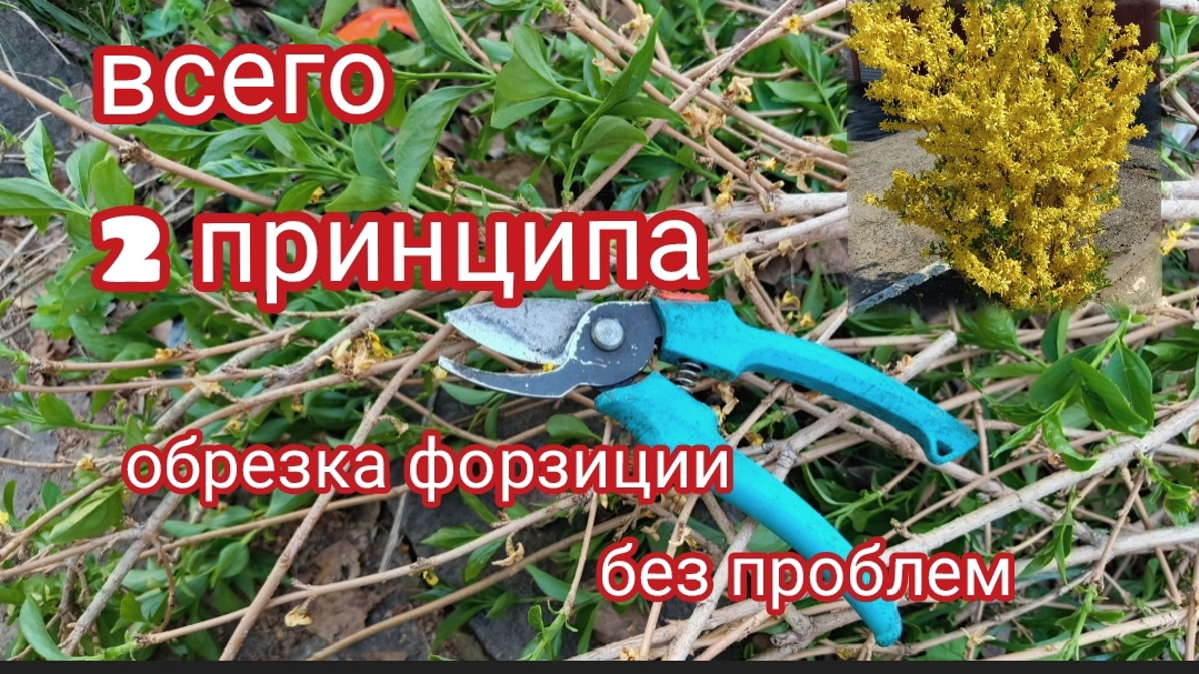 Как обрезать форзицию.Когда это надо делать? смотреть онлайн