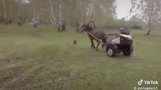 Собака Лошадь и пьяный мужчина смотреть онлайн