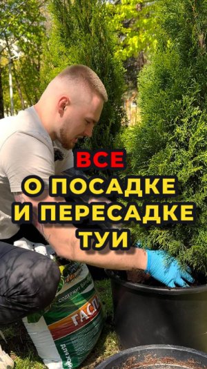 👍🏡Как пересадить тую из меньшего горшка в больший? 🏡👍