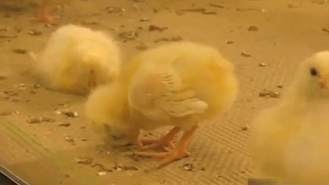 Приколы с животными.Цыпленок засыпает)) смотреть онлайн