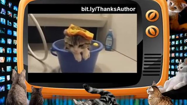 Приколы с кошками. Водные процедуры!!! Всем!!! смотреть онлайн