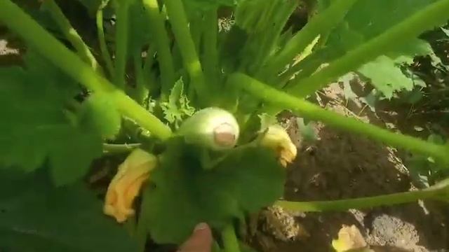 Кабачки өспей жатса, осылай жасаңыз....//// смотреть онлайн
