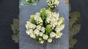 Гортензия метельчатая Литл Блоссом