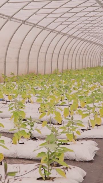 НЕ ЗАВЯЗЫВАЮТСЯ ПЛОДЫ У ПЕРЦЕВ И БАКЛАЖАНОВ смотреть онлайн