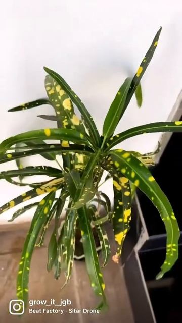 #croton #long #leaf смотреть онлайн