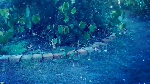 КОШАЧЬИ ИГРЫ!!! Посмотрите очень прикольно! смотреть онлайн