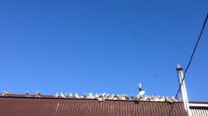 Пермские высоколетные голуби