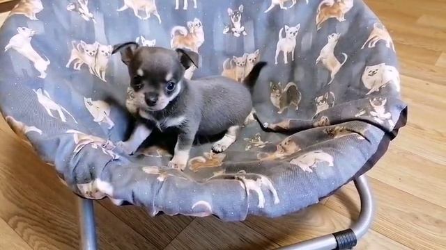 Чихуахуа мальчик смотреть онлайн