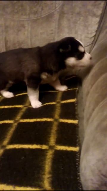 хаски девочка