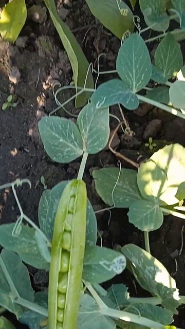 Как растёт горох? смотреть онлайн