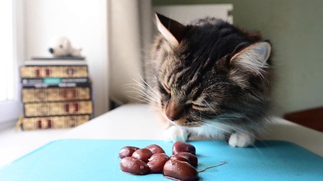 Cat eats raw rabbit kidney (ASMR) смотреть онлайн