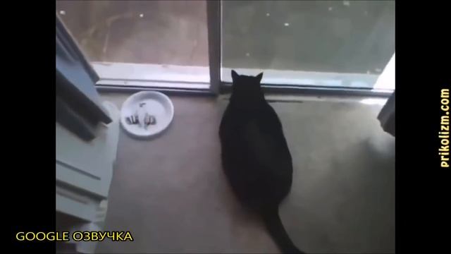 САМЫЕ СМЕШНЫЕ КОТЫ (смешная google озвучка ivona) смотреть онлайн