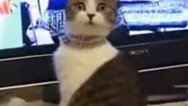 Офигевший КОТ