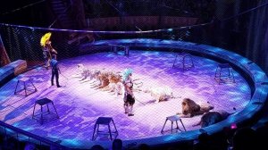 Цирк Запашных "Страшная сила" на Фонтанке (хищники) #запашный #страшнаясила #циркзапашных #тигры