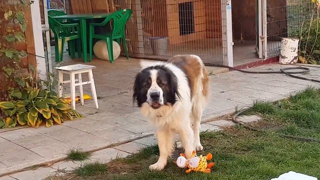 Люблю игрушечки! DogVlog. Говорящая собака. Московская сторожевая Булат