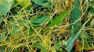 Повилика. Сорняк - паразит.