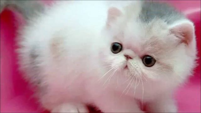 Пушистый беленький котенок. Забавный и прикольный. Коты, кошки, котята / Котэ Саратовский смотреть онлайн