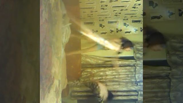 Смешно До слез )) битва подушками