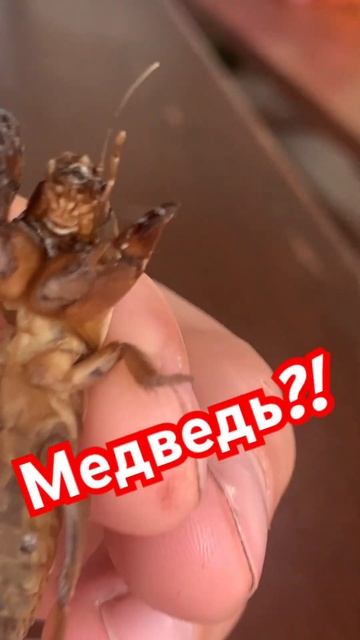 #крым #старыйкрым #медведка #картошка #огород #жук #медведь смотреть онлайн