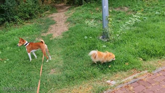 Любимый парк в дождинках и много пышной травки. Лео & Фокс
