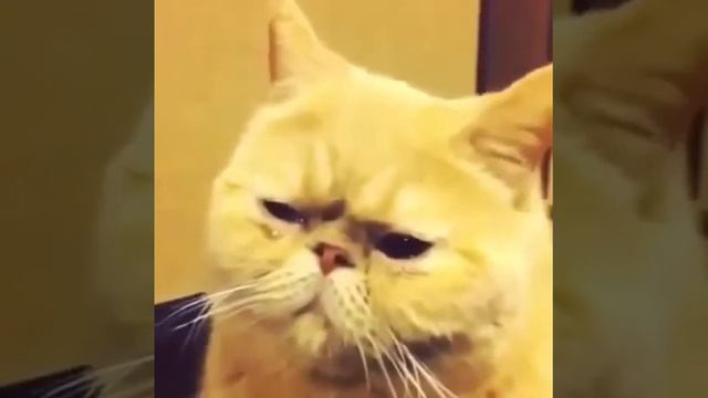 #приуныл 🤣🤣🤣🤣#приколы#не нормативная лексика смотреть онлайн