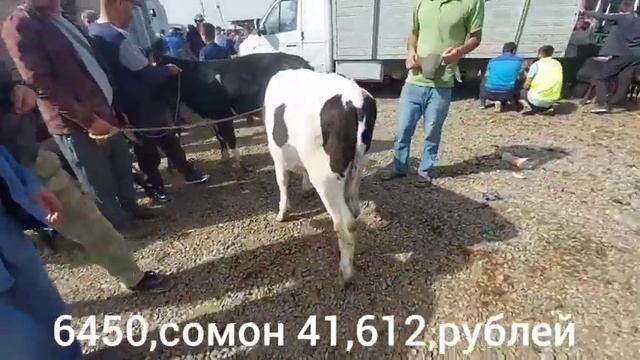 МОЛБОЗОРИ ДУШАНБЕ БУКО БАРОИ БАСТАН БОНИ КАДАН ВА БУКАЧА АСП сентября 2021 г.