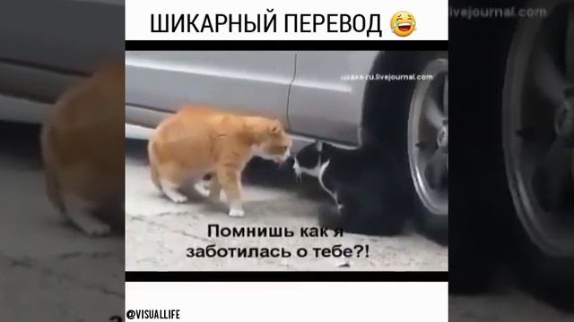 Прикол.Шикарный перевод смотреть онлайн