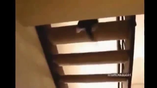Приколы кошек 2105 смотреть онлайн