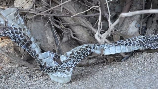 Worlds Most VENOMOUS Snakes DOCUMENTARY! (King Cobra/Inland Taipan/Reticulated Python) смотреть онлайн