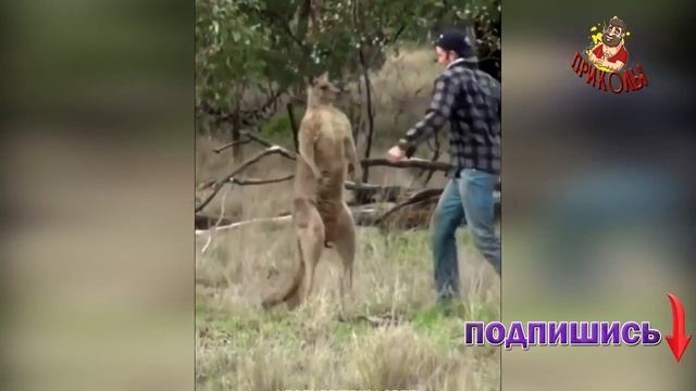 16 минут смешных моментов Приколы 2022 #26 #приколы2022 #ржака #ржунемогу #шутки #юмор